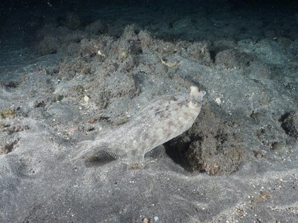 A flounder, wide-eyed turbot (Bothus podas maderensis), at night on the dark seabed, well