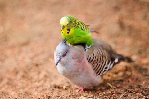 Animal Friendship of a Crested pigeon (Ocyphaps lophotes) cuddeling a Budgerigar (Melopsittacus