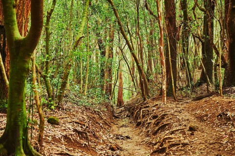 Landscape of Rainforest at the Lulumahu trail to the Lulumahu falls, Honolulu Watershed Forest