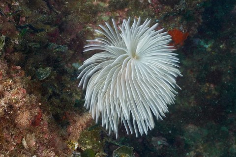White mediterranean fanworm (Sabella spallanzanii) underwater on the seabed. Dive site Marine