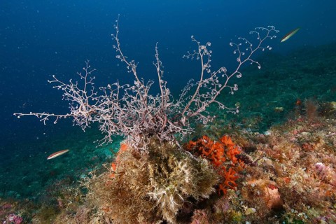 Underwater scene with white mediterranean basket star (Astrospartus mediterraneus) and colourful
