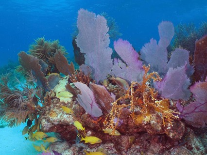 Underwater view of a lush coral reef with yellow fish, common sea fan (Gorgonia ventalina) and
