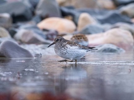 Purple sandpiper (Calidris maritima), foraging along the Arctic Ocean shoreline at low tide, May,