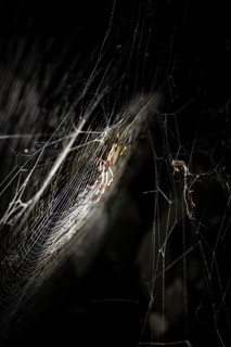 Creepy night shot, Golden silk spider (Trichonephila clavipes) spider web, Tortuguero National