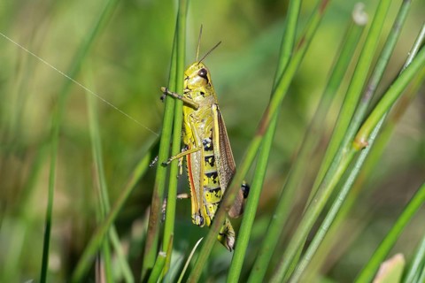 Large marsh grasshopper (Stethophyma grossum), sitting on a rush stalk, North Rhine-Westphalia,