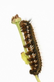 Grass cluck or drinker (Euthrix potatoria), caterpillar against a white background, North