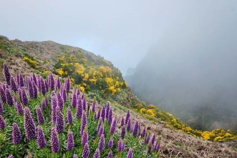 View near Pico do Arieiro of mountains in clouds with Pride of Madeira flowers and blooming Cytisus