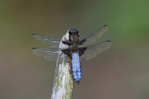 Broad-bodied chaser, broad-bodied darter (Libellula depressa) male perched on stalk and looking for
