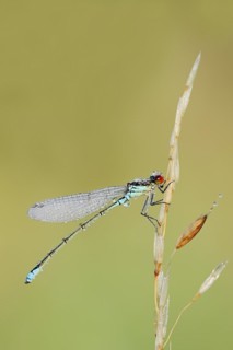 Small red-eyed damselfly (Erythromma viridulum), male with dewdrops, North Rhine-Westphalia,