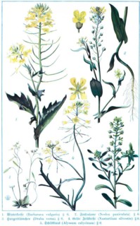 Botany, yellow rocketcress (Barbarea vulgaris), finch seed or neslia (Neslia paniculata),