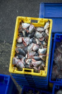 Fishing harbour unloaded fresh catch Bridlington, Yorkshire, England, fish scraps to be used as
