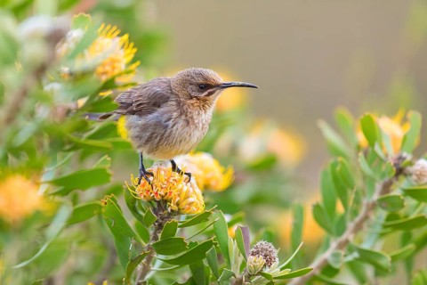 Cape sugarbird (Promerops cafer), Harold Porter National Botanical Gardens, Betty's Bay, Western