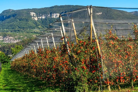Apple-growing region in the Adige Valley, South Tyrol, large areas under cultivation, in South