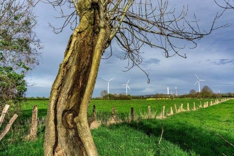 Pollarded willows in the Momm-Niederung nature reserve, part of the Rhine foreland nature reserve
