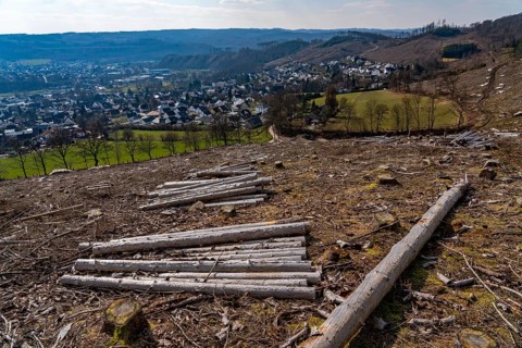 Cleared forest area north of the village of Öventrop, district of Arnsberg, dead spruce stands were