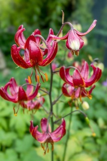 Turk's cap lily (Lilium martagon), Münsterland, North Rhine-Westphalia, Germany, Europe