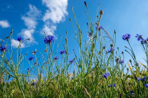 Cornflowers (Cyanus segetum) against the sky, Münsterland, North Rhine-Westphalia, Germany, Europe