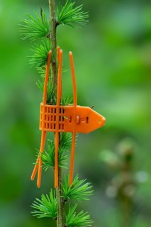 Plastic orange game browsing protection cuff placed on terminal shoot bud of young conifer as tree