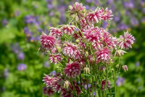 Columbine (Aquilegia) variety Barlow Pink, North Rhine-Westphalia, Germany, Europe
