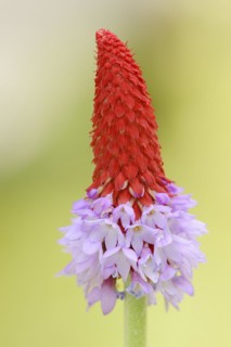Orchid primrose or orchid primrose (Primula vialii), ornamental plant, occurring in China