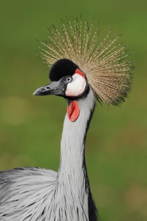 Gray crowned-crane (Balearica regulorum), portrait, captive, occurrence in Africa