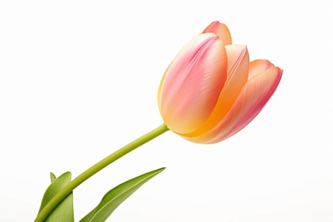 Single peach colored tulip spring flower on white background. KI generiert, generiert AI generated