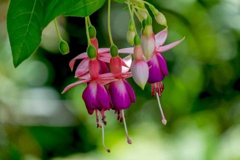 Fuchsias (Fuchsia), Münsterland, North Rhine-Westphalia, Germany, Europe