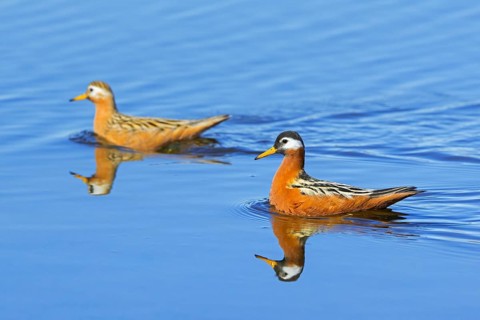 Red phalarope, grey phalarope (Phalaropus fulicarius) pair, female and male in breeding plumage in