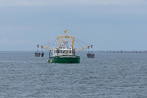 Mussel fisherman near Föhr, North Frisia, Schleswig-Holstein, Germany, Europe