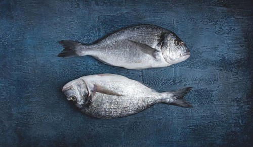 Fresh raw dorado fish, on a dark blue background, top view, two pieces, no people
