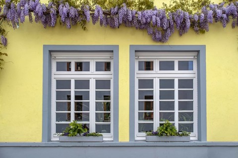 Window entwined with wisteria, Unkel, Rhineland-Palatinate, Germany, Europe