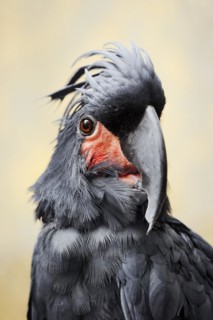 Palm cockatoo (Probosciger aterrimus), portrait, captive, occurring in Australia and New Guinea