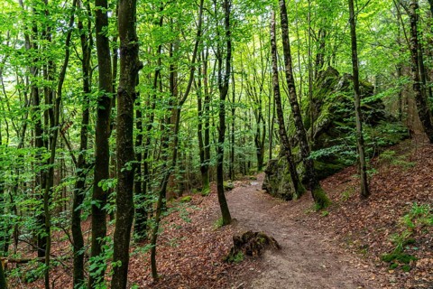 Forest below the Bruchhauser Steine, rocks that have travelled down the slope over the last ten