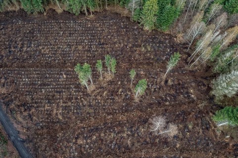 Area in the Arnsberg Forest near Rüthen-Nettelstädt, Soest district, reforestation, over 2500