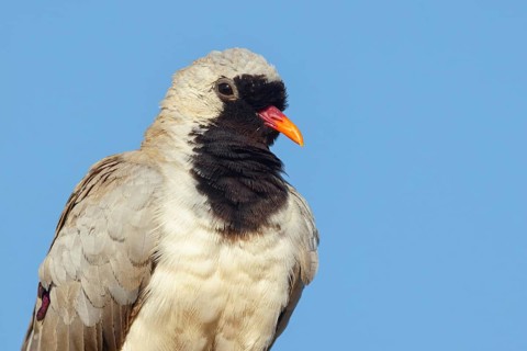 Cape Dove, (Oena capensi), Road N4 to Kaolack, Firgui, Senegal, Africa