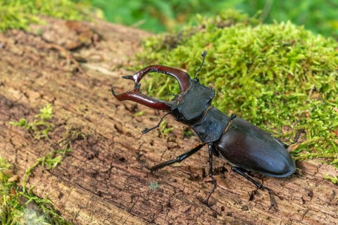 Male Raven Kite (Lucanus cervus) on the trunk of a dead tree in the forest in spring. Bas Rhin