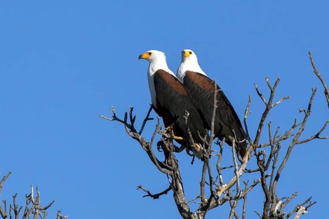 African Fish Eagle, (Haliaeetus vocifer) Africa, Botswana, Okovango Delta, Botswana, Africa