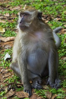 Monkey in the temple Wat Sok Tham, macaque, mammal, gazing, wild, free-living, tropical, tropics,