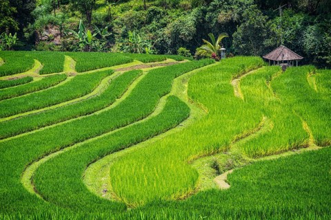 Jatiluwih, rice terrace, rice, agribusiness, agriculture, export, tourism, travel, landscape,