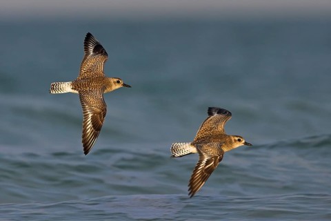 Little Ringed Plover, (Pluvialis squatarola), Two birds in flight, Ft. De Soto Park, St.
