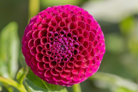 Pink dahlia flowers blooming in a public garden. Close-up dahlias, daylight. Selestat, Bas Rhin,