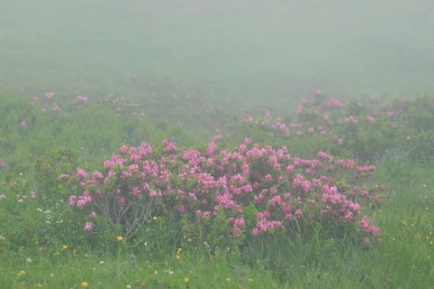 Flowering Rusty-leaved alpenrose perennials, Rhododendron ferrugineum, Swiss Alps