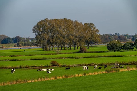 Lower Rhine landscape, dyke foreland near Grieth, North Rhine-Westphalia, Germany, Europe