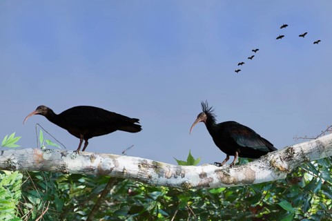 Northern Bald Ibis on a tree, other Ibises in the sky, Geronticus eremita, Turkey, Asia