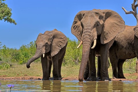 African elephant (Loxodonta africana), adult, female, mother, half-grown young, mother with