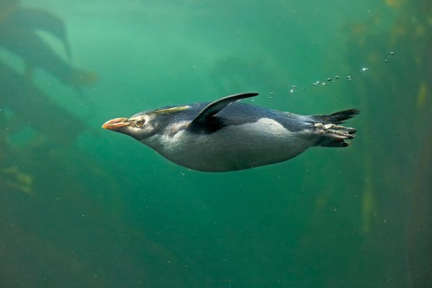 Rockhopper penguin (Eudyptes chrysocome), adult, in water, swimming, South Africa, Africa