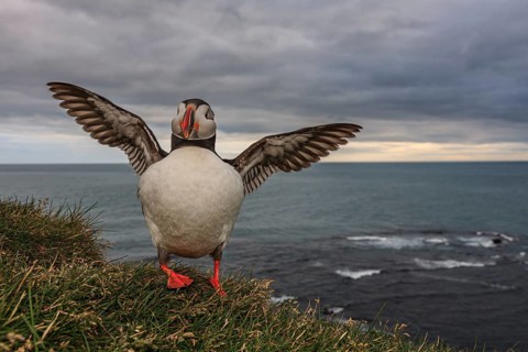 Puffin (Fratercula arctica) standing in the grass by the sea and winging, cloudy, summer,