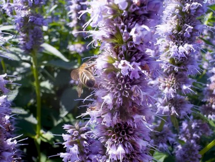 Flower impression, honey bee (Apis), sitting on anise hyssop (Agastache foeniculum)