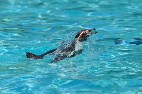 Humboldt penguin (Spheniscus humboldti) swimming in water, captive