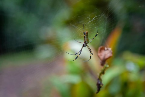 Golden silk spider (Trichonephila clavipes) spider web, Tortuguero National Park, Costa Rica,